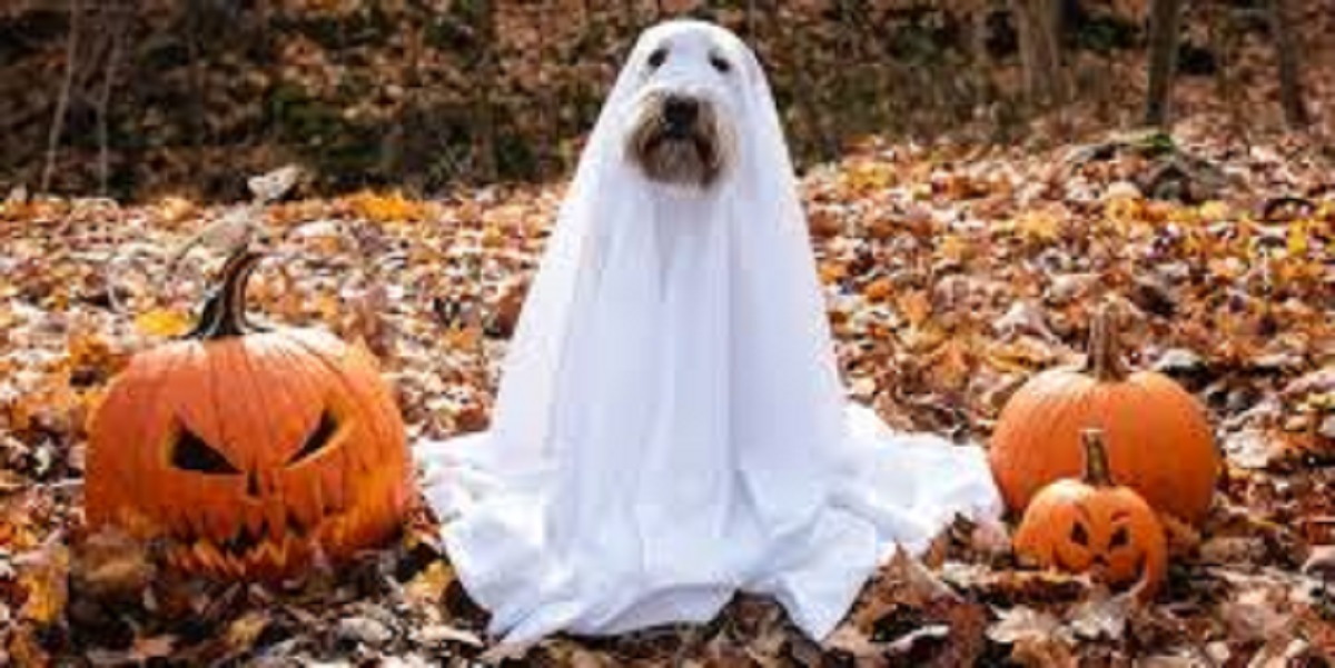 Halloween Dog Virginia Beach